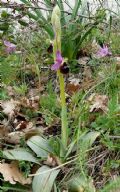 Ophrys biscutella